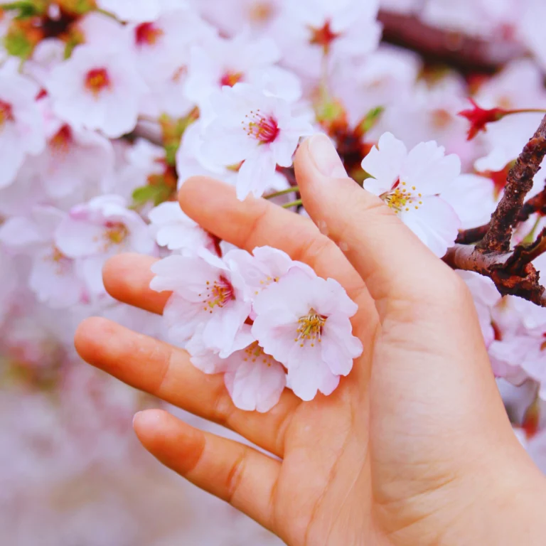 Photo de fleur de cerisier, sakura, illustrer la passion du Japon de Laura Vidal